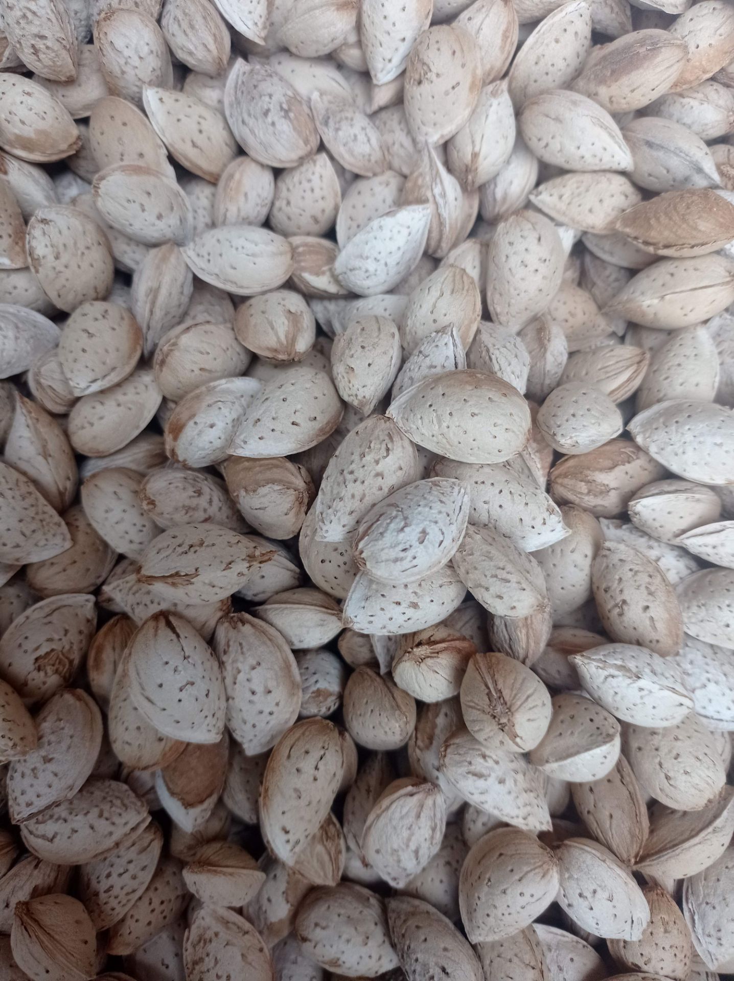 بادام کاغذی اصفهان