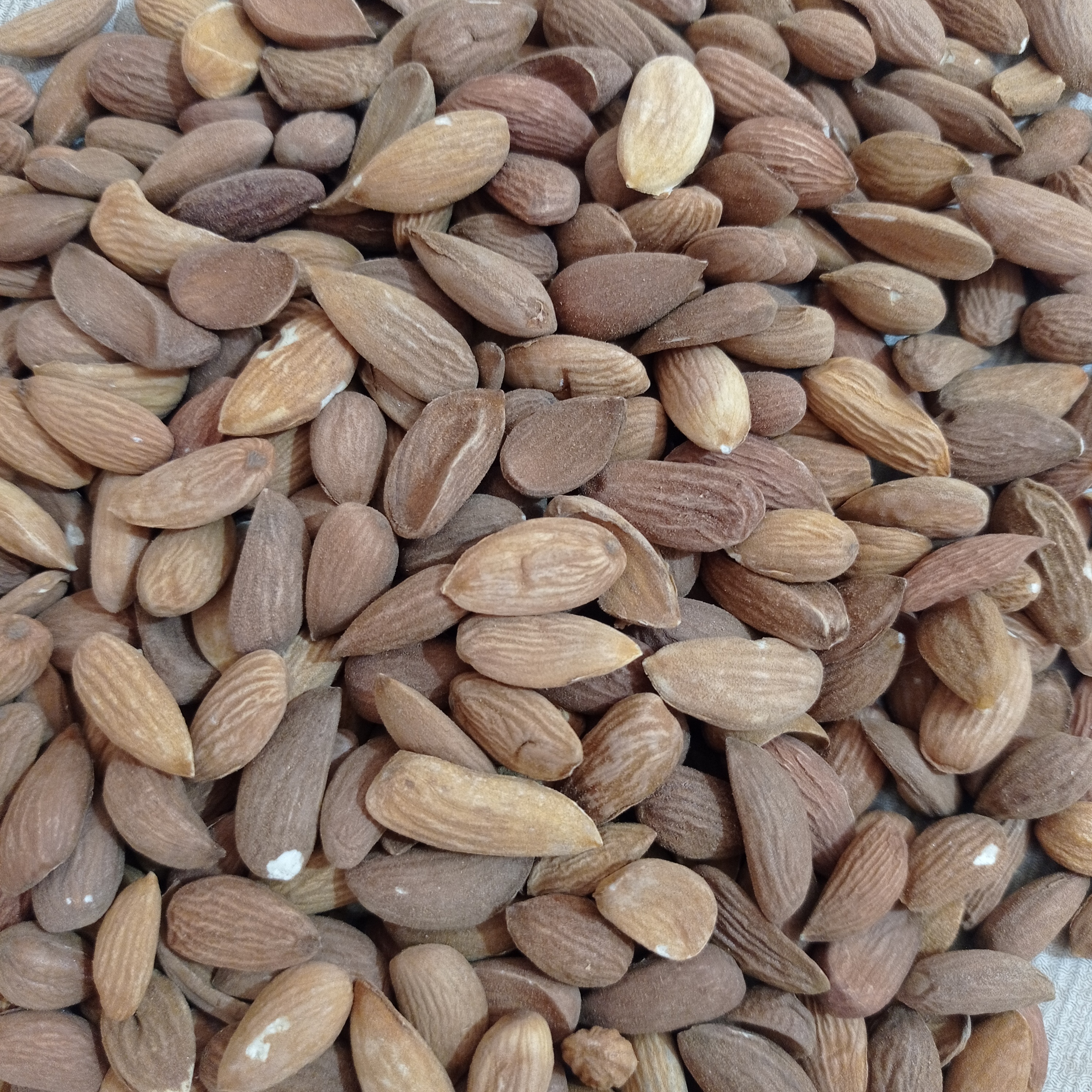 مغز بادام درختی ایرانی (سایز ۳ مغز دوقلو هم دارد)