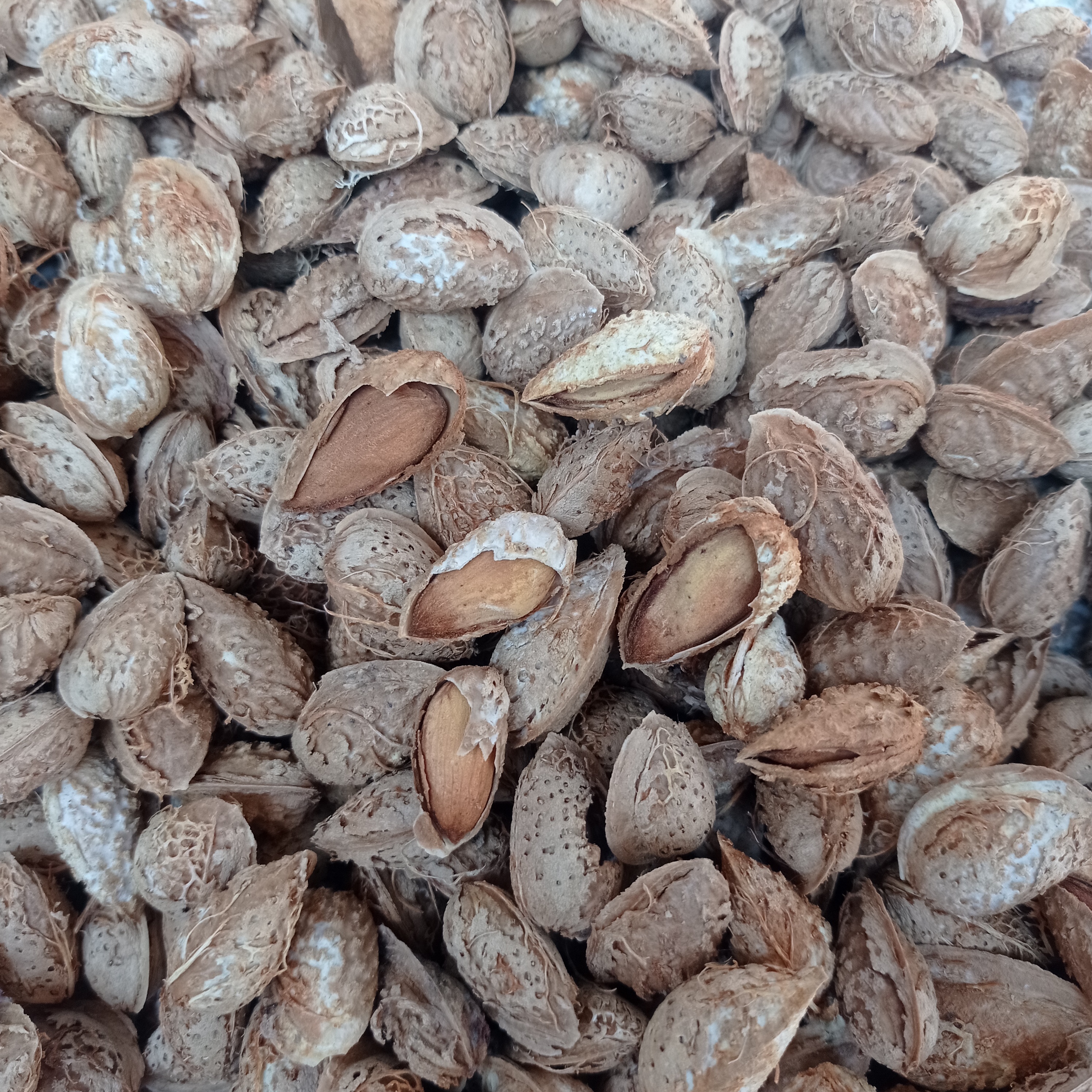 بادام کاغذی فرانسه