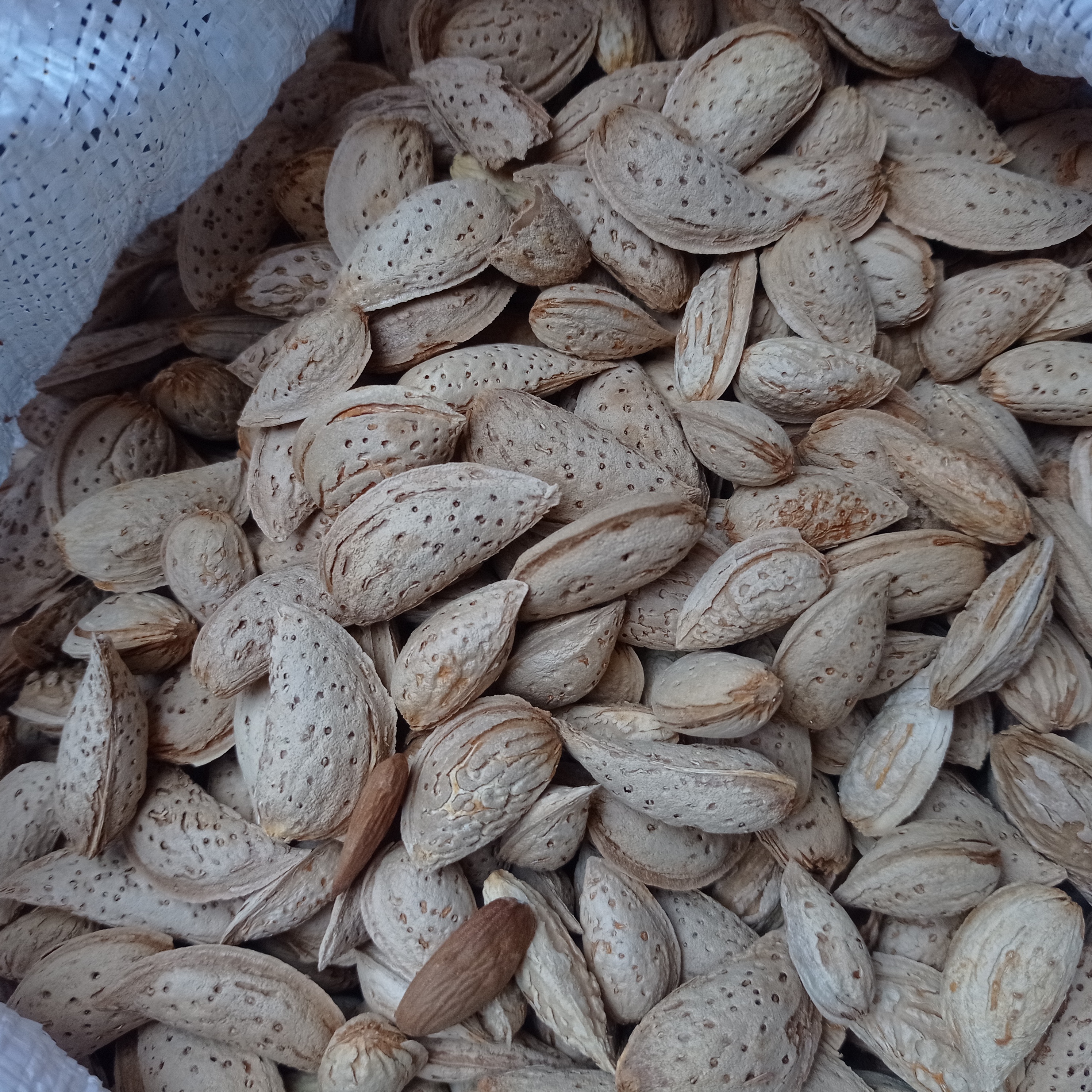 بادام کاغذی
